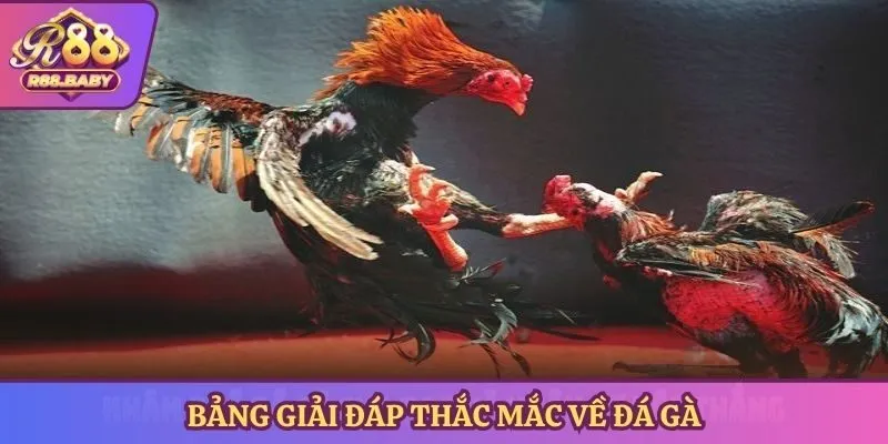 Bảng giải đáp thắc mắc về đá gà