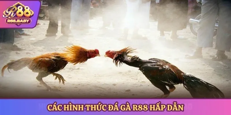 Các hình thức đá gà R88 hấp dẫn