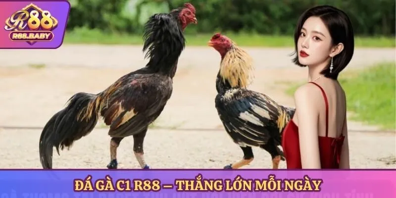 Đá gà c1 R88