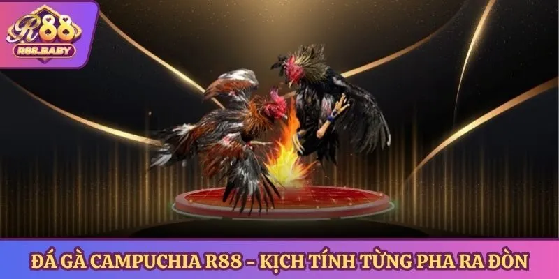 Đá gà campuchia R88