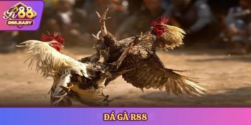 đá gà R88
