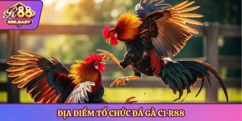 Địa điểm tổ chức đá gà c1 R88