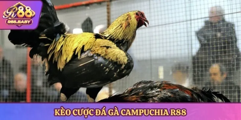 Kèo cược đá gà Campuchia R88