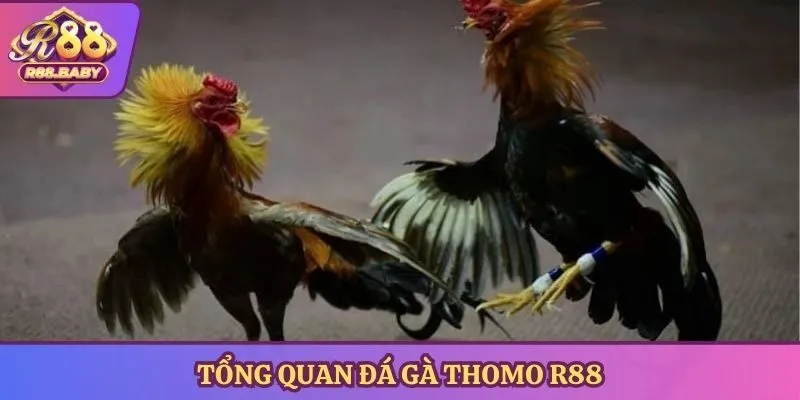 Tổng quan đá gà Thomo R88