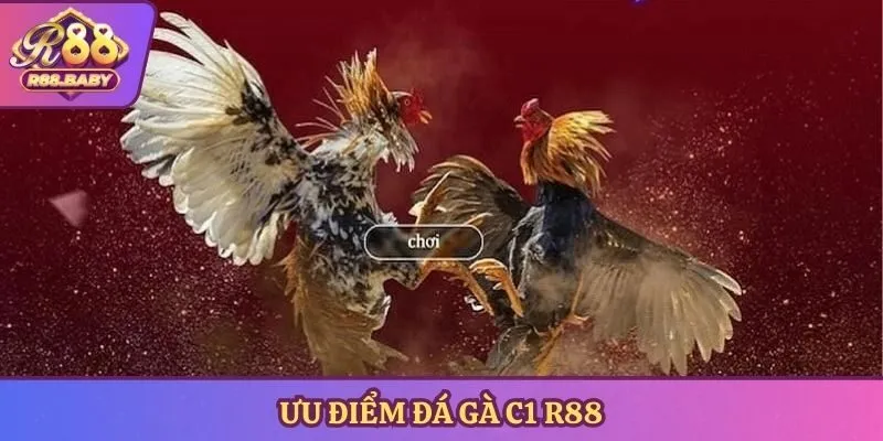 Ưu điểm đá gà c1 R88