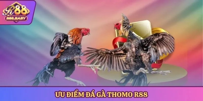 Ưu điểm đá gà Thomo R88